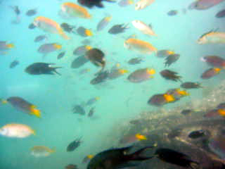 Lots  and lots of Fish at Wreck of the Pajero 4x4