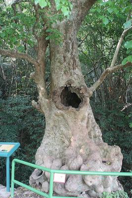 Hollow Tree at Lai Chi Wo Village