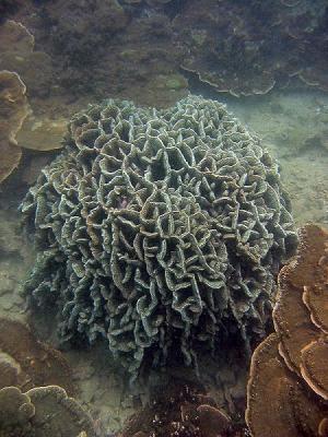 Coral Bush