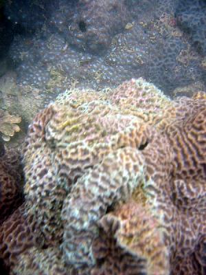 Pastle Coral