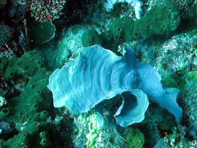 Beautiful Blue Coral