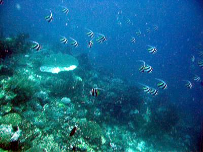 Fish and Coral Reef Wall