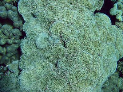 Soft Coral