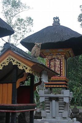 Owl at Shrine