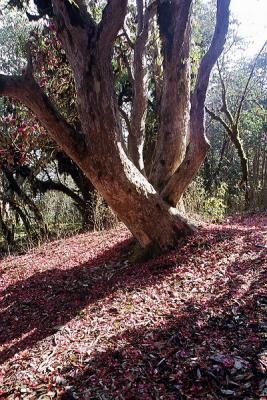 Path Full of Petals