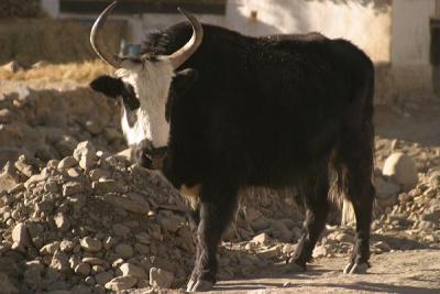 Bull at Shegar
