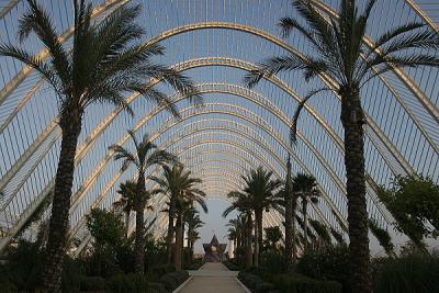 Palm Trees at L'Umbracle