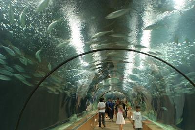 Seventy Metre Tunnel of the Tropical Seas