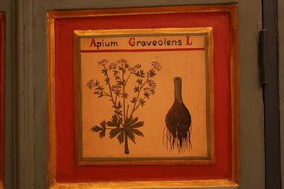 Picture of Apium Graveolens L