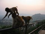 Monkeys at Swayambhunath