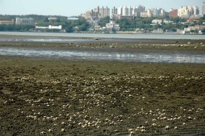 The muddy beach is full of small crabs