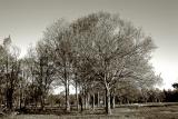 Sepia Fields