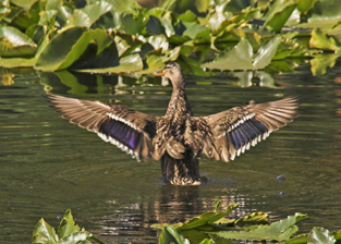z duck wings in Cub Lake.jpg