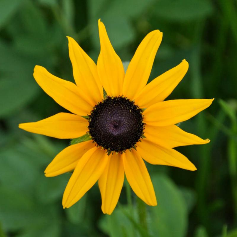 z Yellow flower in MP RMNP.jpg