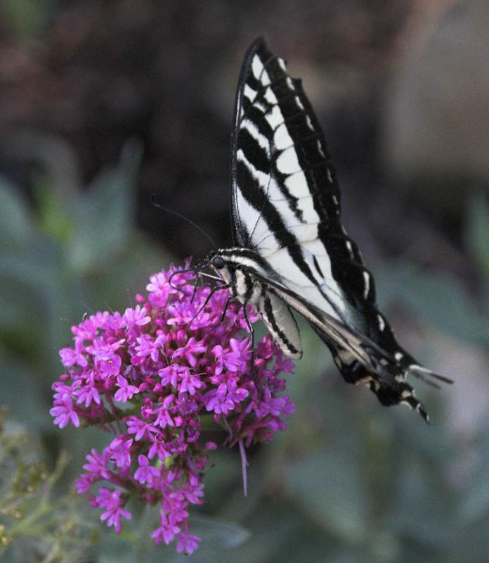 z IMG_0418 Butterfly flower.jpg