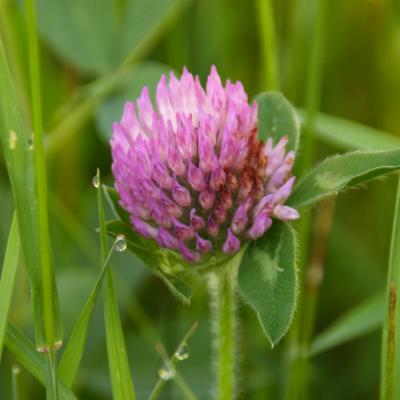 z Purple blossom in MP RMNP.jpg