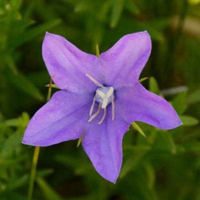 z Purple flower-2 in MP RMNP.jpg