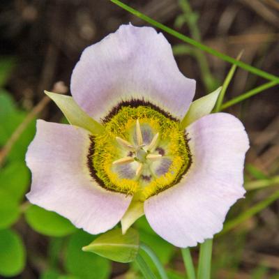 z Purple flower-3 in MP RMNP.jpg