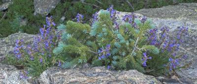v3/32/571332/3/46199167.zBluespruceblossomsnearDreamLake.jpg