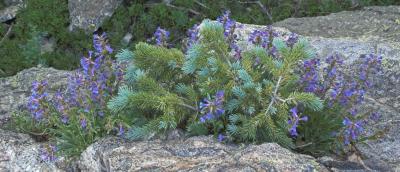 z Blue spruce blossoms near Dream Lake.jpg