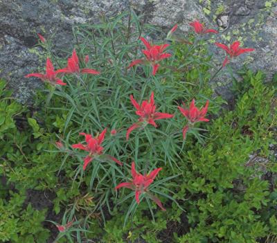 z Indian paintbrush near Dream Lake.jpg