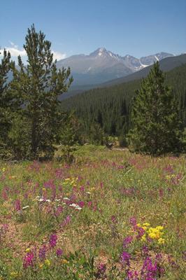 z Ute Meadow flowers Longs Peak.jpg