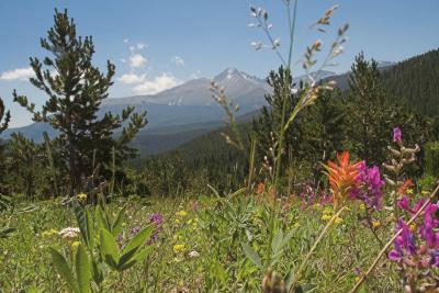 z Ute Meadow flowers to Longs Peak.jpg