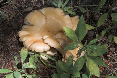 z IMG_0793 Mushroom in Aspen Grove.jpg