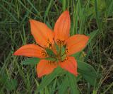 z XT spot on orange flower near CLTrail crop-none.jpg