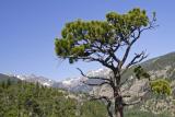 z Tree to west in MP RMNP.jpg