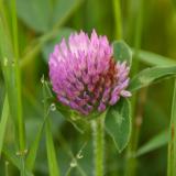 z Purple blossom in MP RMNP.jpg