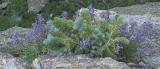 z Blue spruce blossoms near Dream Lake.jpg