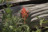 z Indian paintbrush by log.jpg