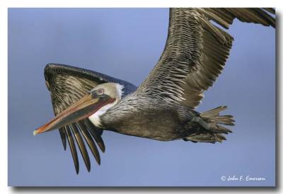 Brown Pelican in Flight