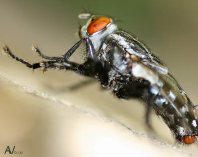 The Fly