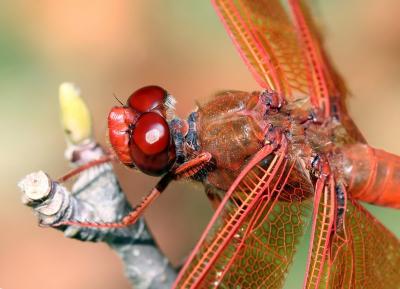 Dragon Fly 1.jpg