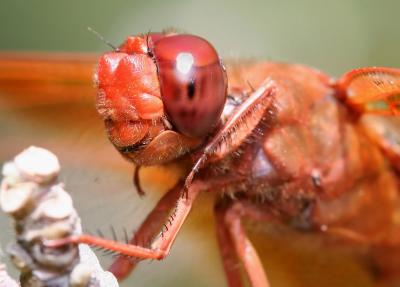 Dragon Fly 2.jpg