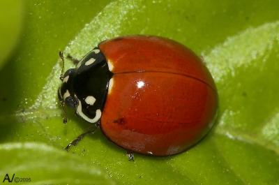 Lady Bug