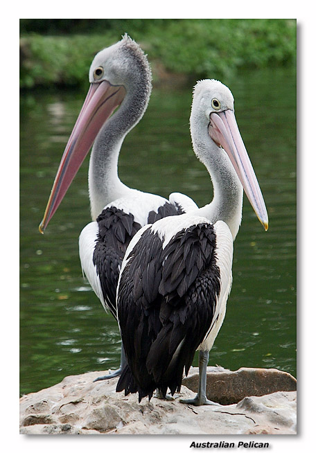 Australian Pelican