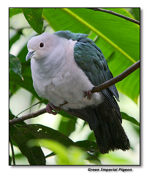 Green Imperial Pigeon