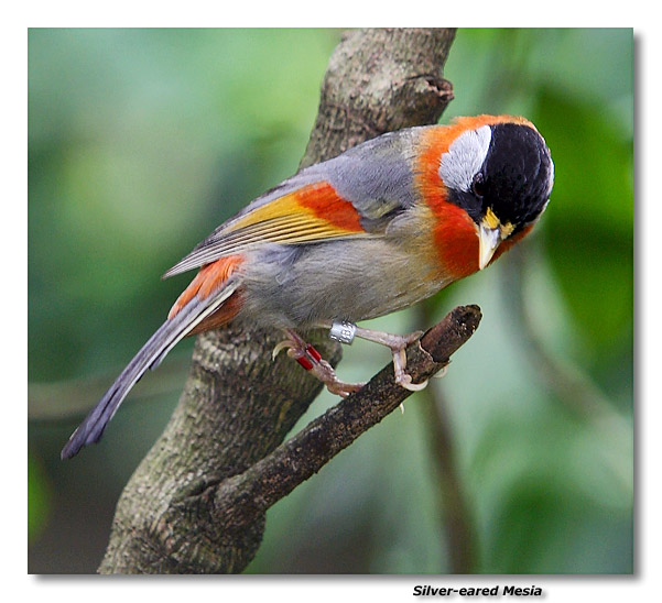 Silver-eared Mesia