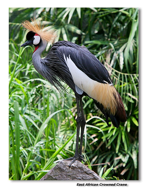 East African Crowned Crane