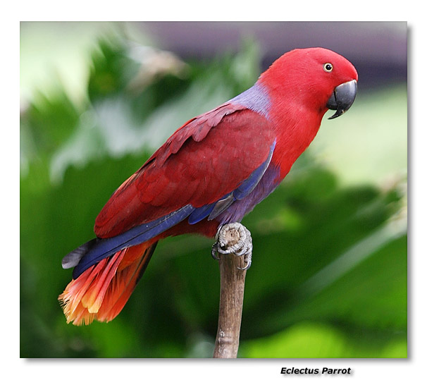 Eclectus Parrot