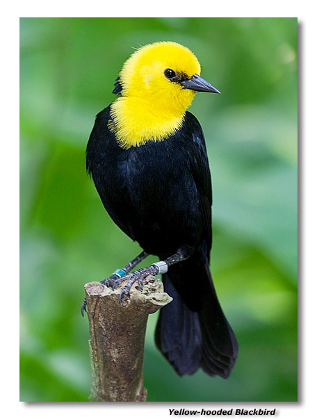 Yellow-hooded Blackbird