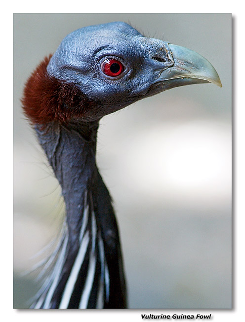 Guinea Fowl