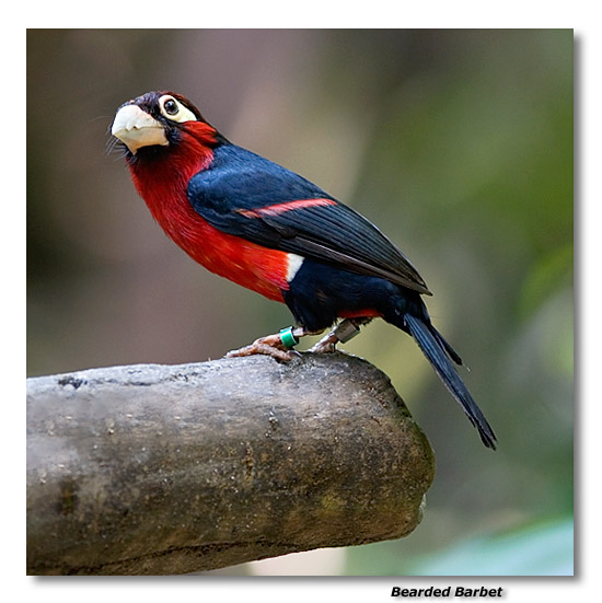 Bearded Barbet