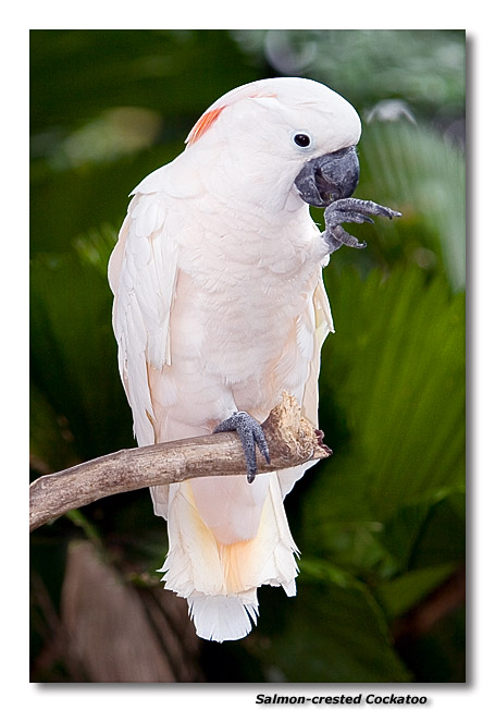 Salmon-crested Cockatoo