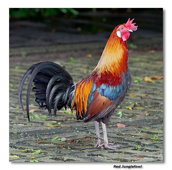 Red Junglefowl