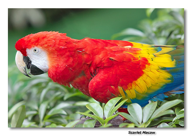 Scarlet Macaw