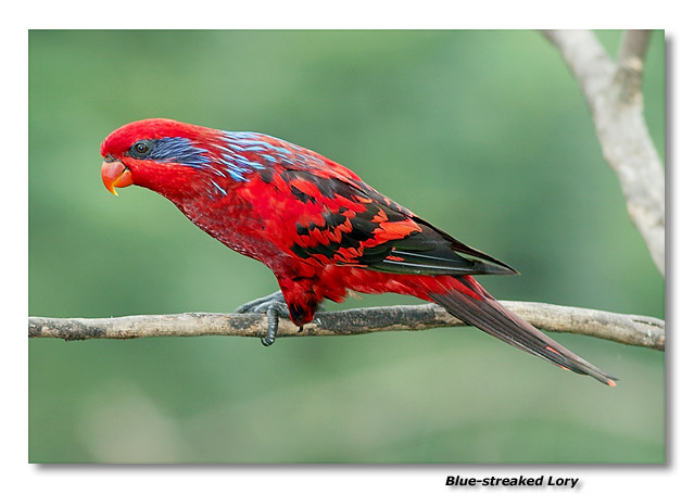 Blue-streaked Lory